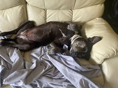 Yoko, Mischling - Hündin