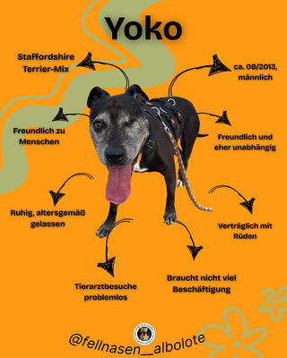 Yoko, Mischling - Hündin