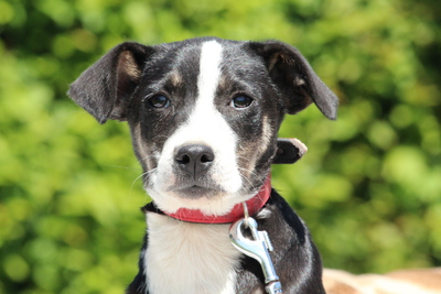 Yoko, Mischling Welpen - Rüde