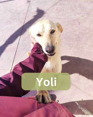 Yoli, Mischling - Hündin