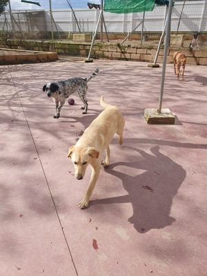 Yoli, Mischling - Hündin