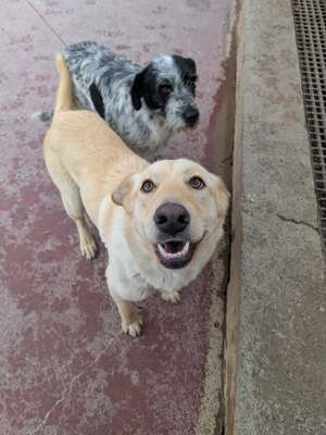 Yoli, Mischling - Hündin