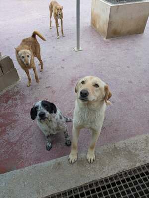 Yoli, Mischling - Hündin