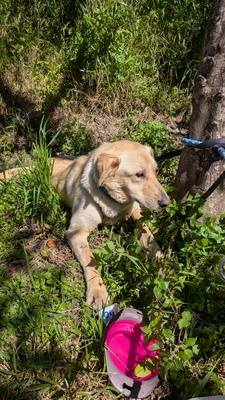 Yoli, Mischling - Hündin