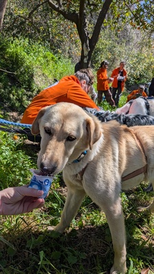 Yoli, Mischling - Hündin