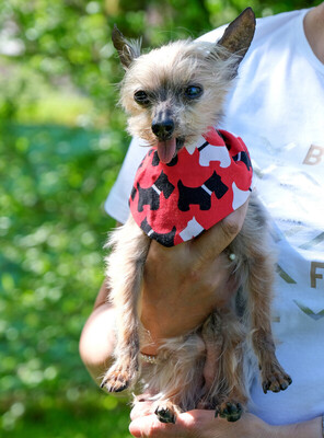 Yorki Gizmo, Mini Yorkshire-Terrier - Rüde