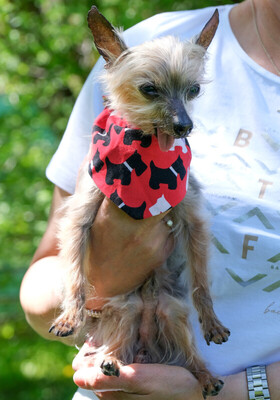 Yorki Gizmo, Mini Yorkshire-Terrier - Rüde