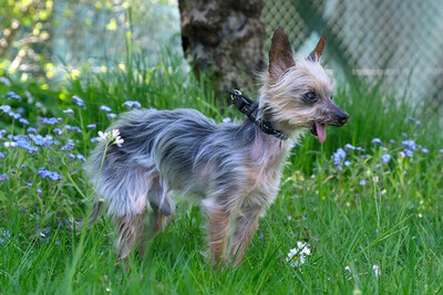 Yorki Gizmo, Mini Yorkshire-Terrier - Rüde