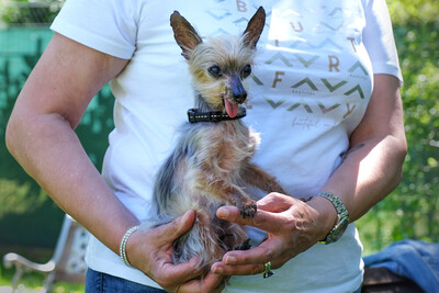Yorki Gizmo, Mini Yorkshire-Terrier - Rüde