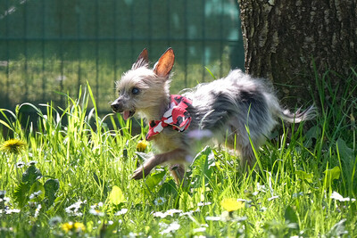 Yorki Gizmo, Mini Yorkshire-Terrier - Rüde