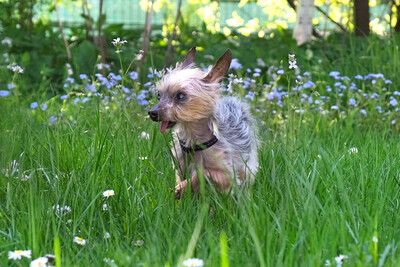 Yorki Gizmo, Mini Yorkshire-Terrier - Rüde
