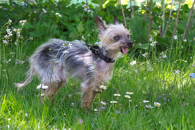 Yorki Gizmo, Mini Yorkshire-Terrier - Rüde