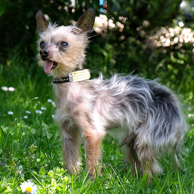Yorki Gizmo, Mini Yorkshire-Terrier - Rüde
