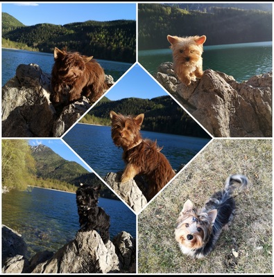 Yorkshire Terrier Welpen - Hündin