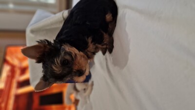 Yorkshire Terrier Welpen - Rüde