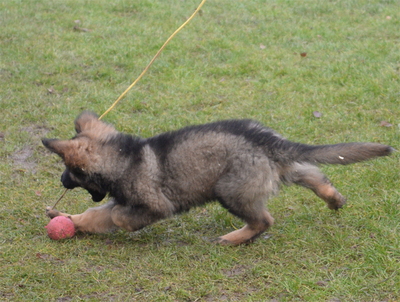 Yoschi vom Marchgraben, Deutscher Schäferhund Welpen - Rüde