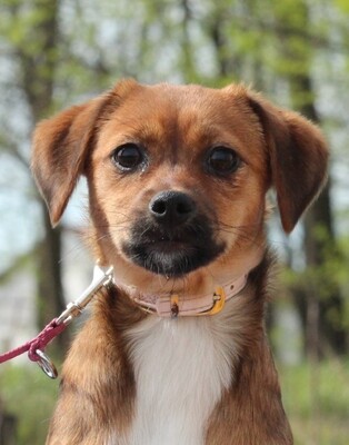 Yosie, Mischling Welpen - Hündin