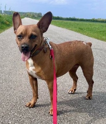 Yuki, Französische Bulldogge - Mix - Hündin