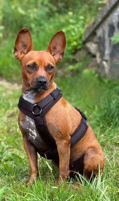 Yuki, Französischer Bulldoggen - Mix - Hündin