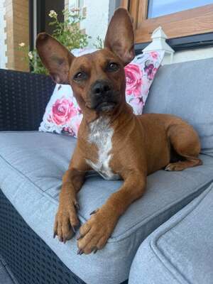 Yuki, Französischer Bulldoggen - Mix - Hündin