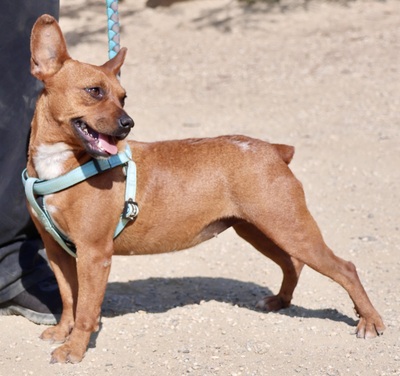 Yuki, Französischer Bulldoggen - Mix - Hündin