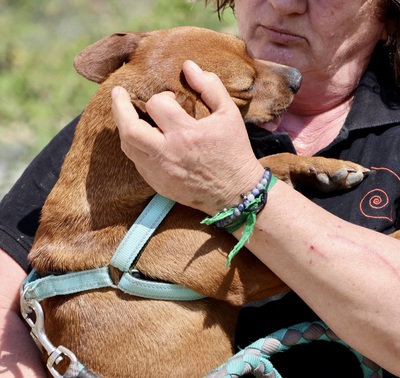 Yuki, Französischer Bulldoggen - Mix - Hündin