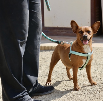 Yuki, Französischer Bulldoggen - Mix - Hündin