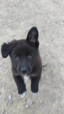 Yuki, Mischling - Hündin