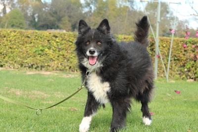 Yuki, Mischling - Rüde