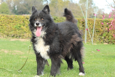 Yuki, Mischling - Rüde