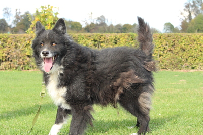 Yuki, Mischling - Rüde