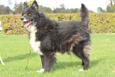 Yuki, Mischling - Rüde