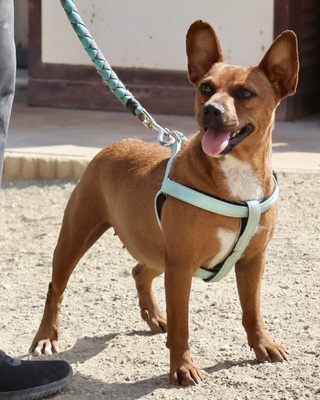 Yuki, Mix - Hündin