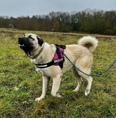 Yuki junger Anatolischer Hirtenhund sucht sein Zuhause, Anatolischer Hirtenhund - Rüde