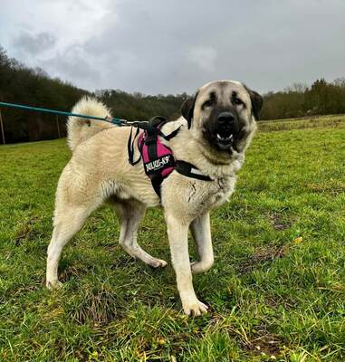 Yuki junger Anatolischer Schäferhund Rüde sucht ein Zuhause, Anatolischer Hirtenhund - Rüde