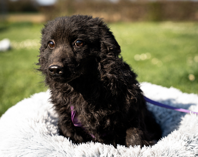 Yukina, mischling - Hündin