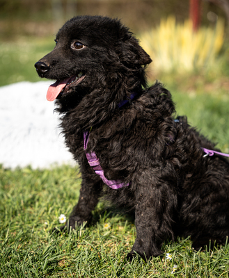 Yukina, mischling - Hündin