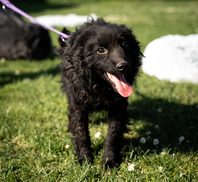 Yukina, mischling - Hündin