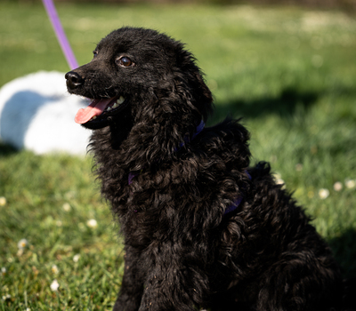 Yukina, mischling - Hündin