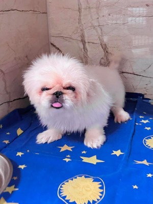 Yum Yum - Hündin - freundliche, sozial, verkuschelt, Pekinese-Mix - Hündin