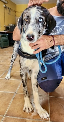 Yuma, Mix - Hündin