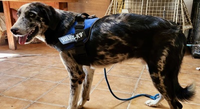 Yuma, Mix - Hündin