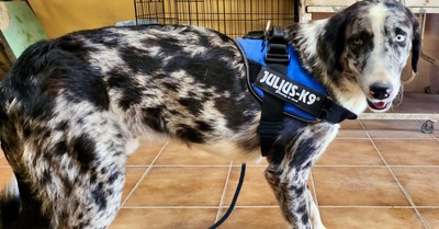 Yuma, Mix - Hündin
