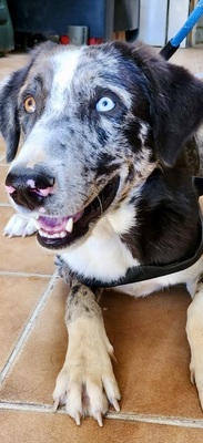 Yuma, Mix - Hündin