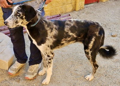 Yuma, Mix - Hündin