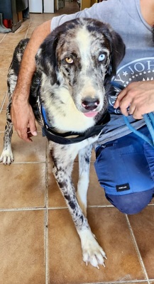 Yuma, Mix - Hündin