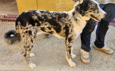 Yuma, Mix - Hündin