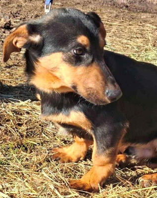 Yupi möchte IHNEN Freude schenken, Mischling - Rüde