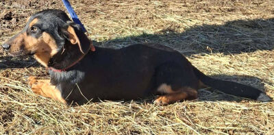 Yupi möchte IHNEN Freude schenken, Mischling - Rüde