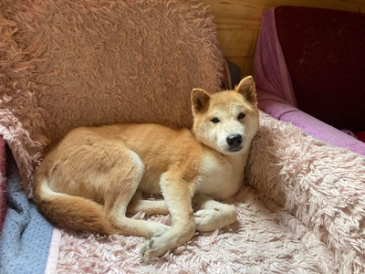 Yurushi - Shiba Inu-Mischling - freundlich, neugierig, Shiba Inu - Hündin